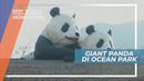Ocean Park, Melihat dari Dekat Tingkah Lucu Panda, Hongkong