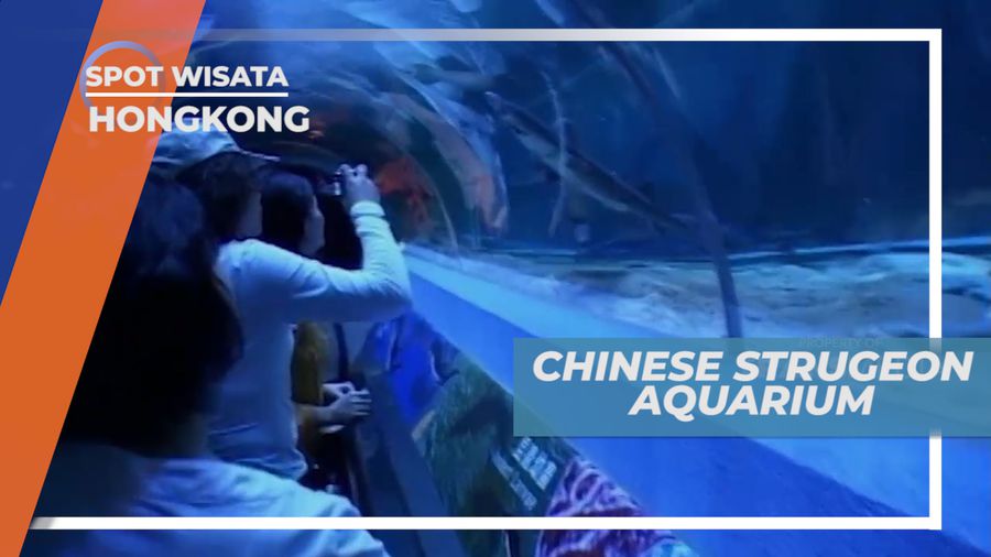 Ikan Langka di Chinese Sturgeon Aquarium, Hongkong