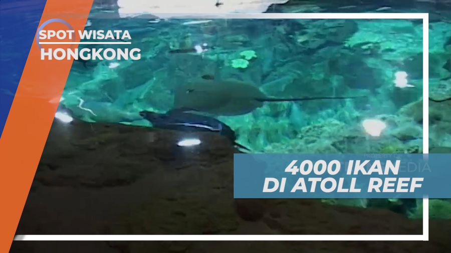 4000 Jenis Ikan Berbeda di Atoll Reef, Hongkong