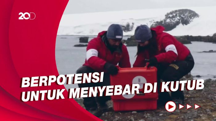 Peneliti Temukan Bakteri Gen Antibiotik Alami di Antartika