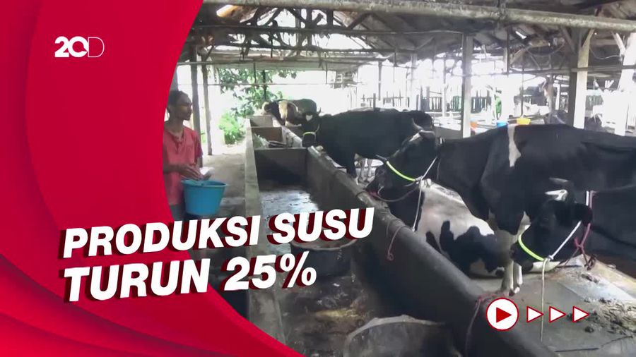 Gawat! 743 Sapi Perah di Lumajang Terpapar Penyakit Mulut dan Kuku