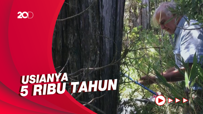 Inikah Wujud Pohon Tertua di Bumi?