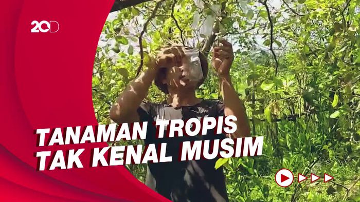 Pria Ini Sulap Lahan Sawah Jadi Agrowisata Apel India di Jembrana