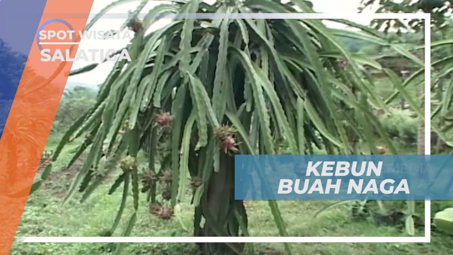 Kebun Buah Naga, Menikmati Agrowisata dan Memetik Buah Naga Langsung dari Pohonnya, Salatiga