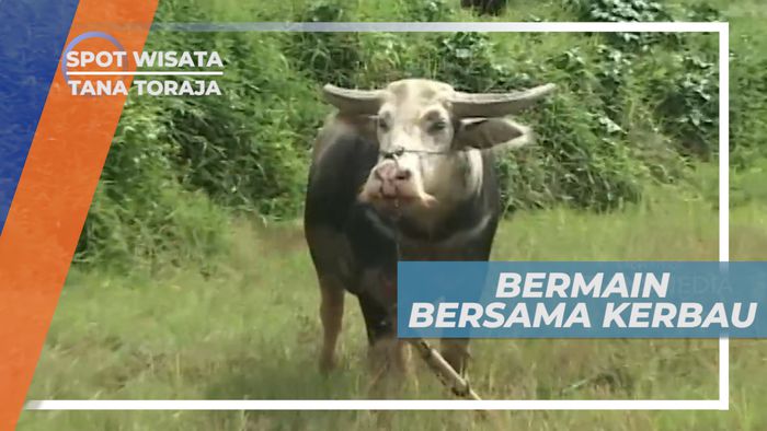 Kerbau Khas Toraja yang Memiliki Keunikan Tersendiri, Toraja