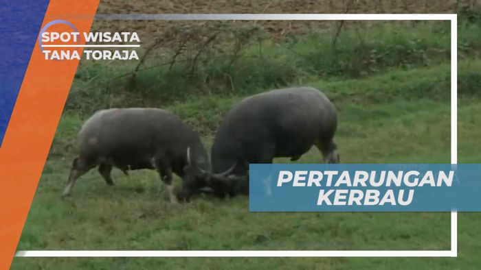Adat Masyarakat Toraja, Mengadu Kerbau Berukuran Besar
