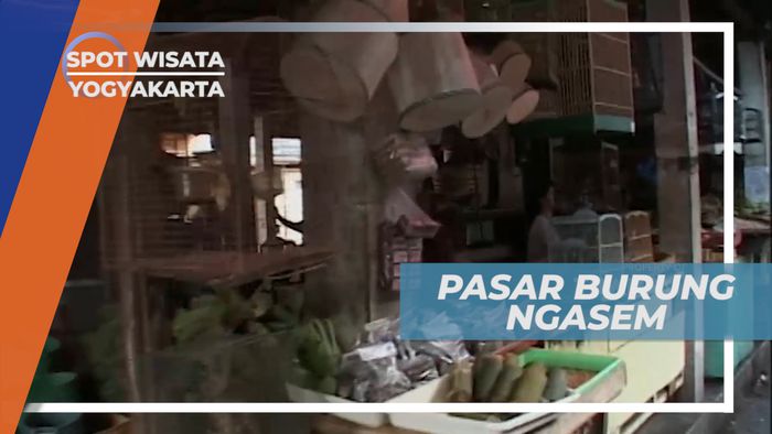 Tak Hanya Burung, Pasar Burung Ngasem Yogyakarta juga Terdapat Banyak Penjual Hewan Lain