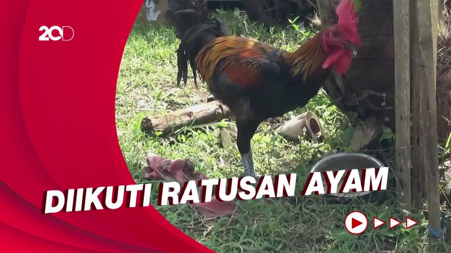 Melihat Kontes Ayam Pelung di Jawa Timur