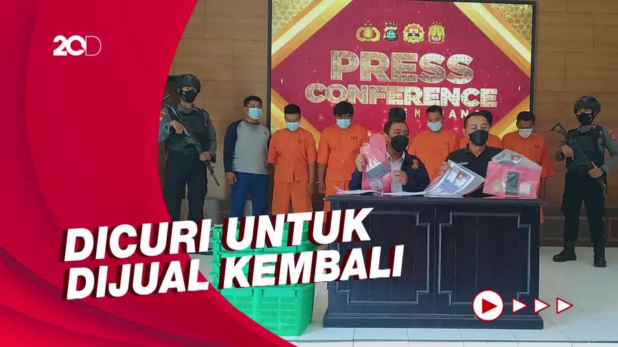 Karyawan Curi 1,3 Ton Lebih Udang Milik WNA di Jembrana