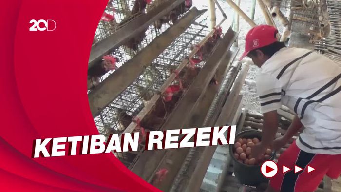 Berkah Harga Telur Ayam Ras Naik, Peternak Meraih Untung