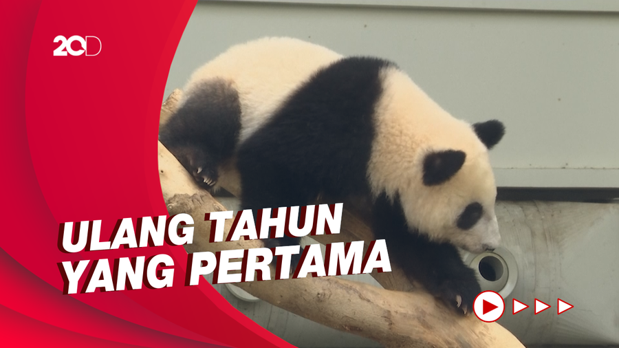 Potret Menggemaskan Perayaan Ulang Tahun Panda di Kuala Lumpur