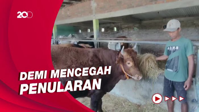 Wabah PMK, Penjual di DIY Batasi Stok Sapi Kurban