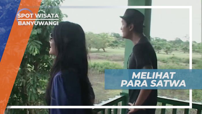 Padang Savana Sadengan, Mengamati Aneka Satwa Liar, Banyuwangi