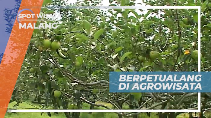 Berpetualang di Agrowisata Petik Apel Khas Kota Bunga, Malang