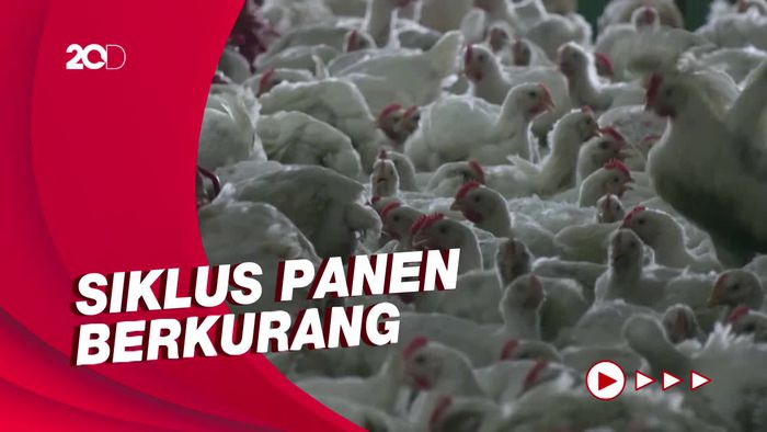Malaysia Larang Ekspor Ayam, Singapura Krisis Pasokan