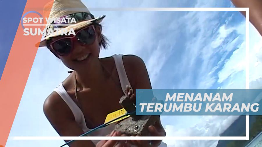 Menanam Terumbu Karang di Pantai, Melestarikan Alam Sumatera Barat