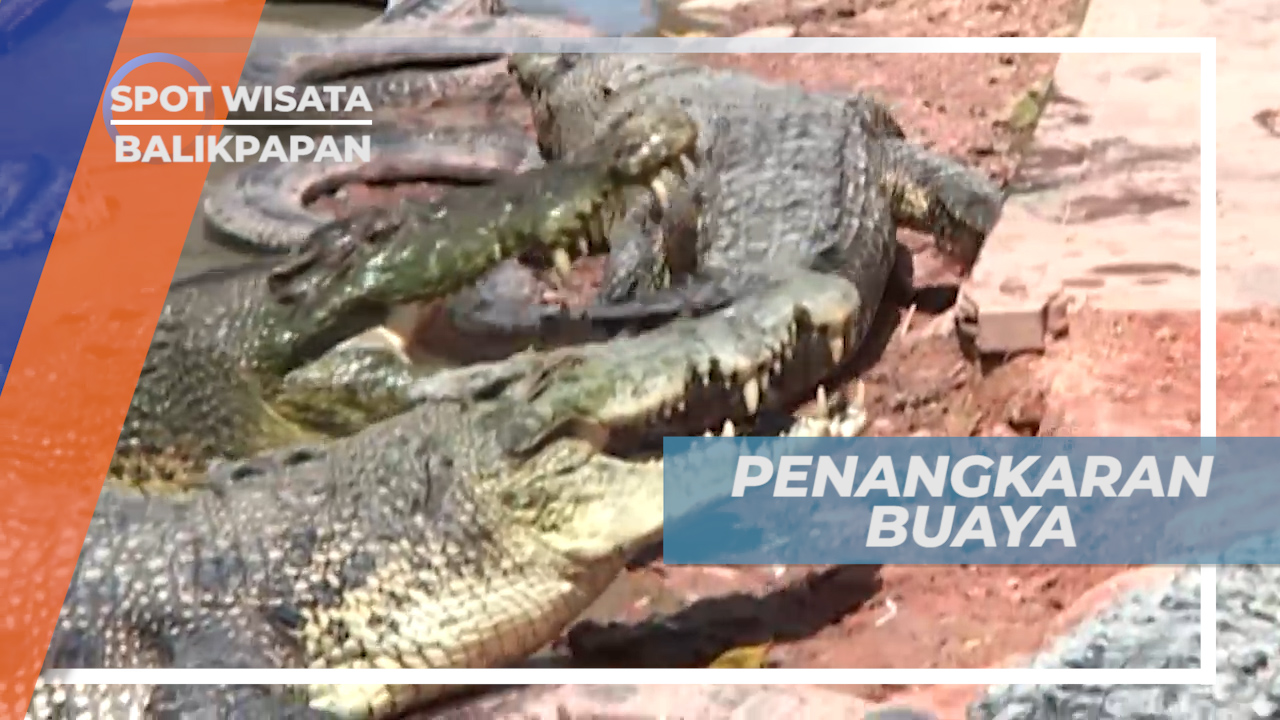 Melihat Dari Dekat Aneka Ukuran Buaya Tritip Di Penangkaran Balikpapan