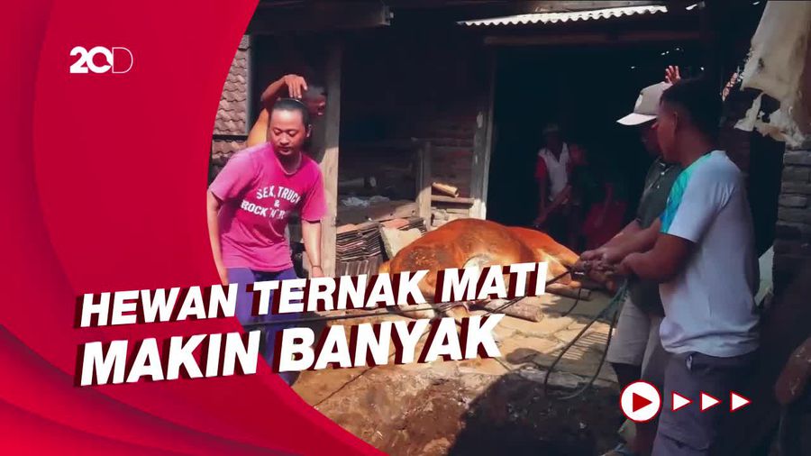 Ribuan Sapi Terjangkit PMK, Pemkab Lumajang Kekurangan Petugas Kesehatan