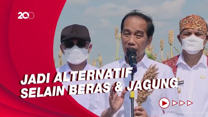 Siasat Jokowi Hadapi Krisis Pangan Dunia, Minta Penanaman Sorgum Diperluas
