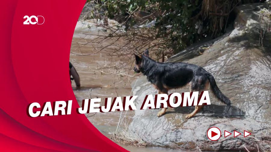 Anjing Pelacak Berkemampuan Khusus Diterjunkan untuk Cari Eril