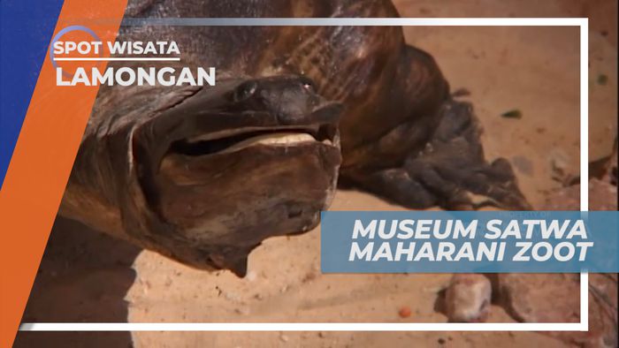 Museum Satwa Maharani Zoo, Wisata dan Edukasi di Satu Tempat, Lamongan