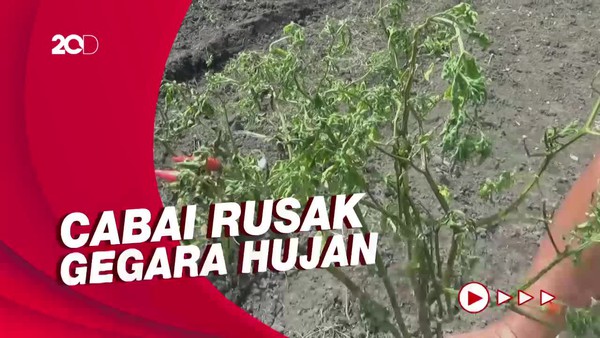 Harga Cabai Lagi Naik, Petani di Lumajang Malah Nggak Untung