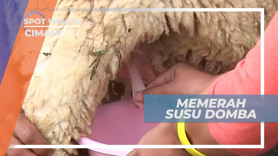 Mencoba Memerah Susu Domba Langsung dari Kandangnya, Cimahi