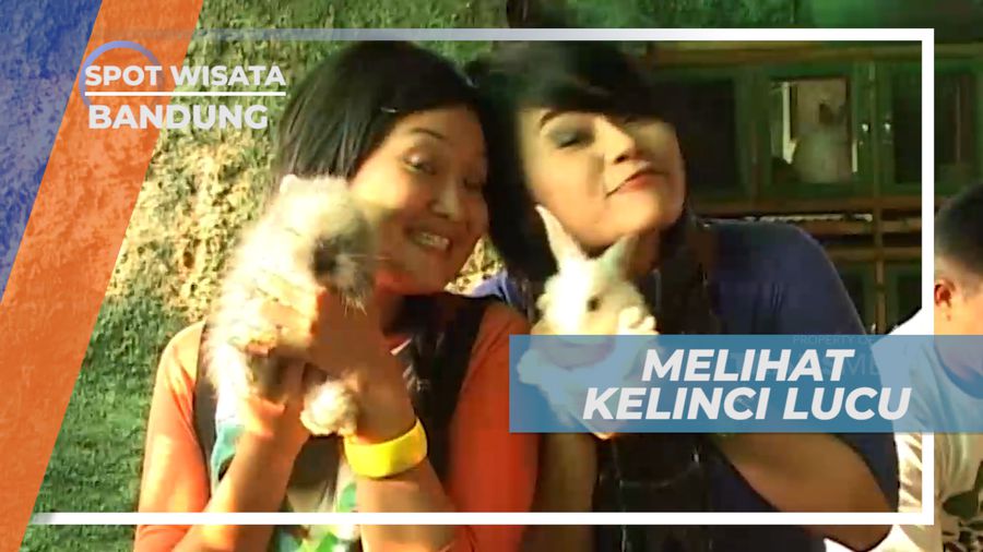 Bermain Bersama Kelinci Lucu, Bandung