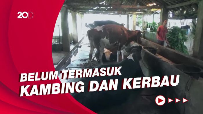 Ribuan Sapi di Lumajang Terinfeksi PMK