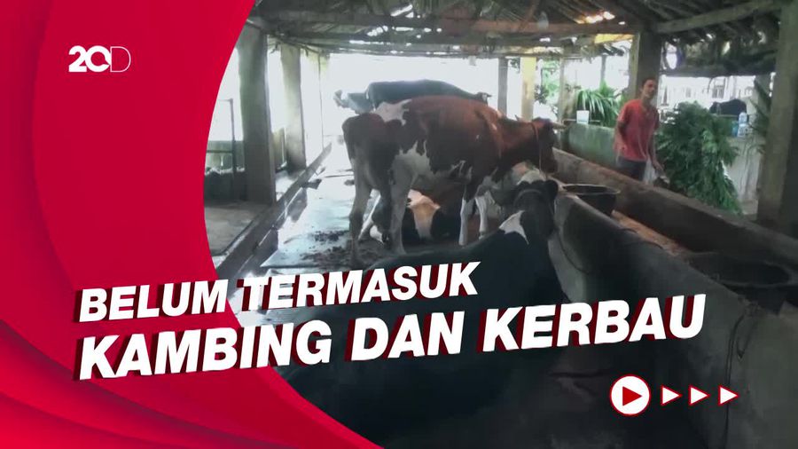 Ribuan Sapi di Lumajang Terinfeksi PMK