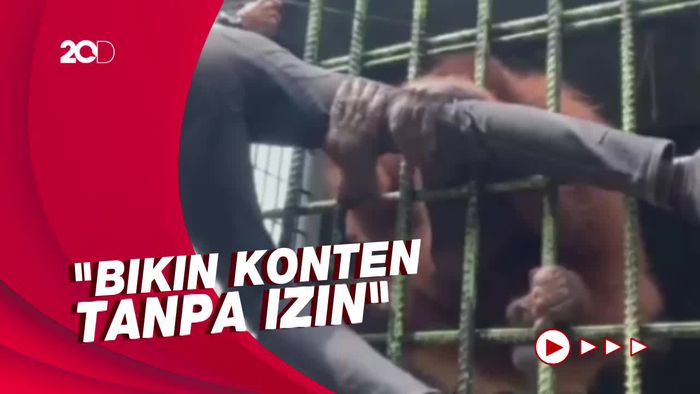 Viral! Saat Pria Ditarik-tarik Orang Utan di Kebun Binatang di Riau