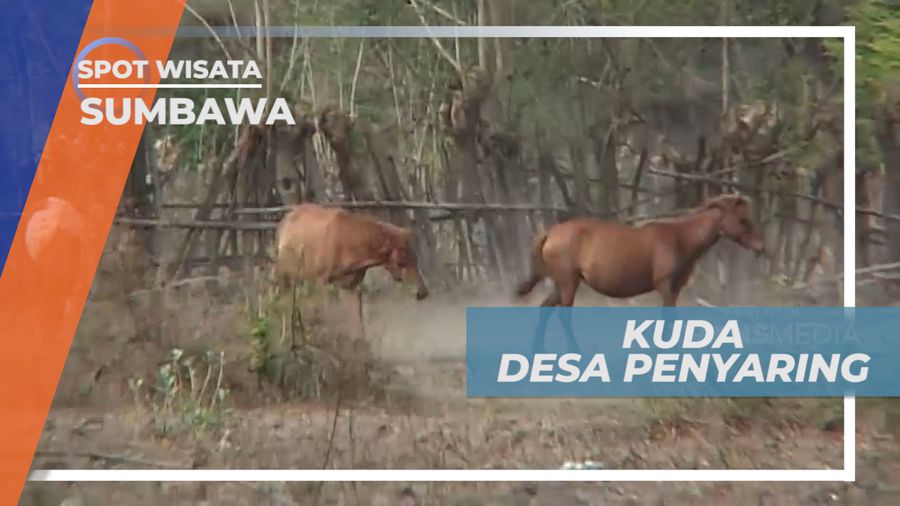 Berkunjung ke Peternakan Kuda di Desa Penyaring Sumbawa