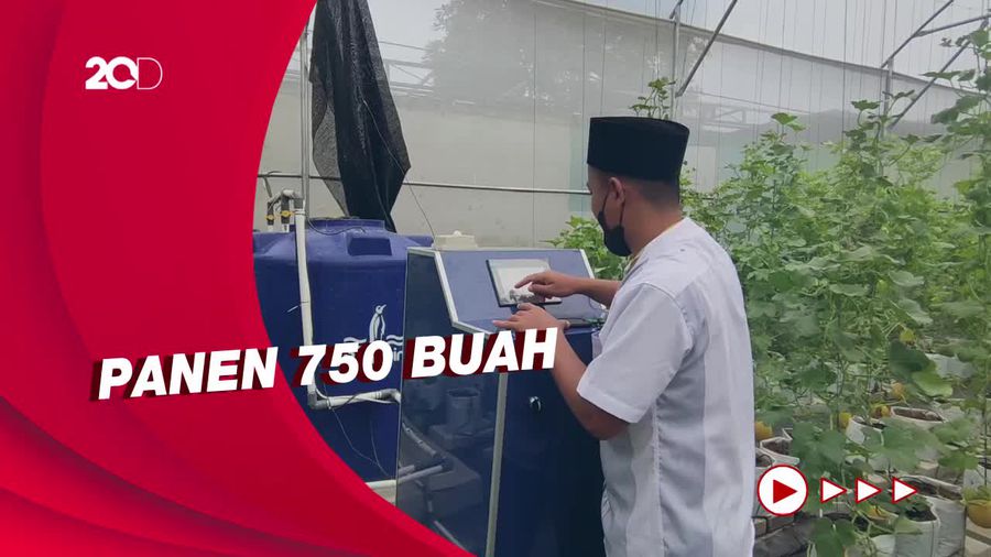 Panen Berlimpah Melon Inthanon di Ponpes Solo
