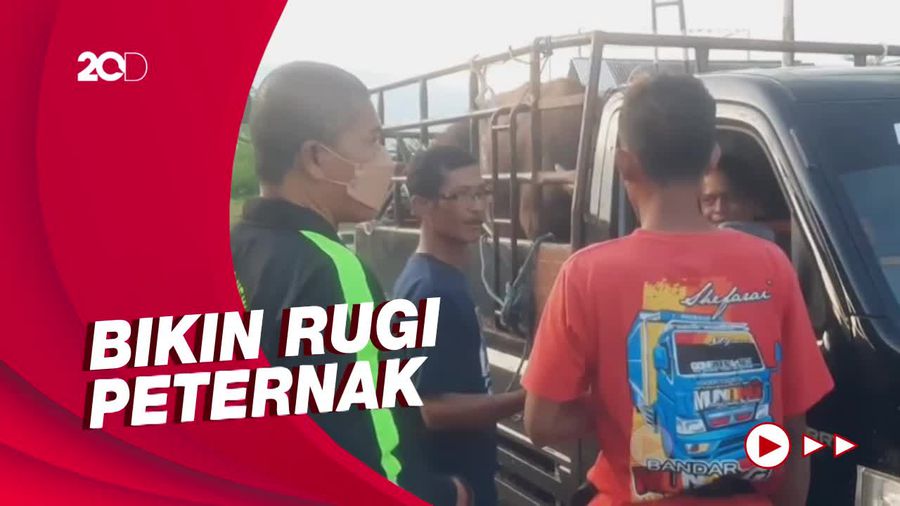 Buntut Wabah PMK: Ternak Ditolak Masuk-Pasar Tutup