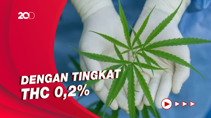 Thailand Bakal Legalkan Warganya Tanam Ganja di Rumah