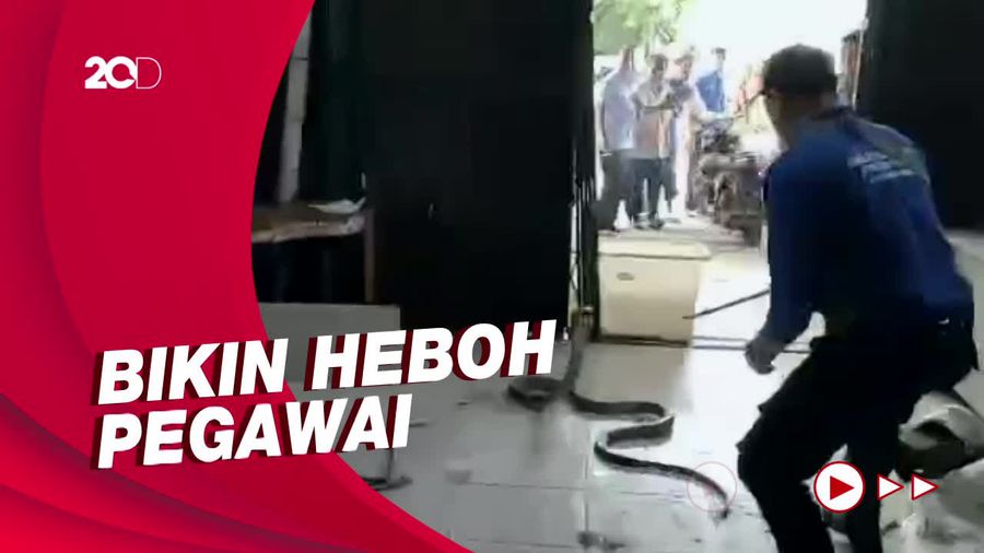 Momen Evakuasi King Kobra yang Lepas dari Paket Pengiriman di Cirebon