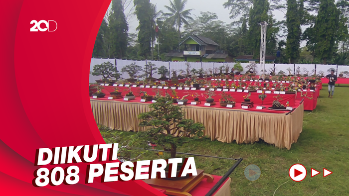 Ada Kontes Bonsai Nasional di Borobudur