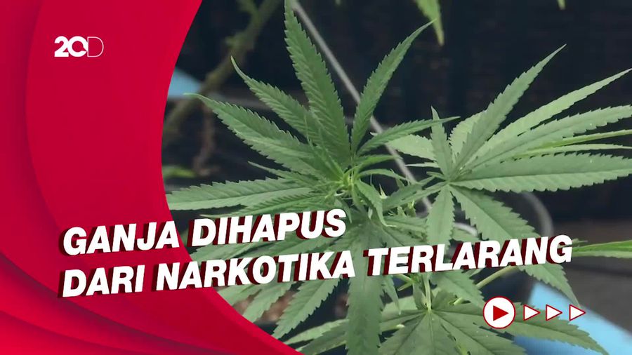 Warga Sambut Gembira Dilegalkannya Ganja di Thailand
