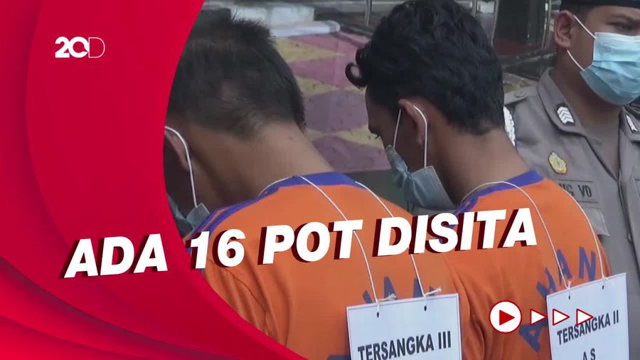 Polisi Bongkar Ladang Penanaman Ganja di Dekat GT Cikopo