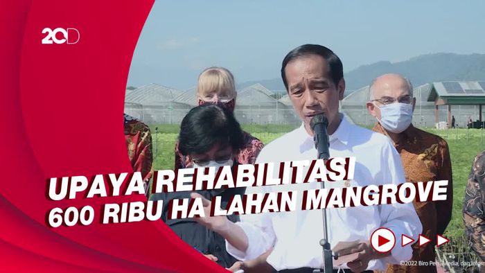 Jokowi Bakal Bangun Pusat Mangrove Dunia