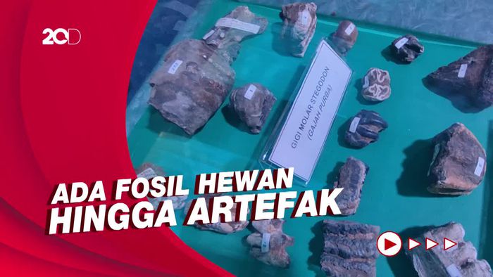 Ada Pameran Fosil Purbakala, Koleksi Museum Tambaksari Ciamis