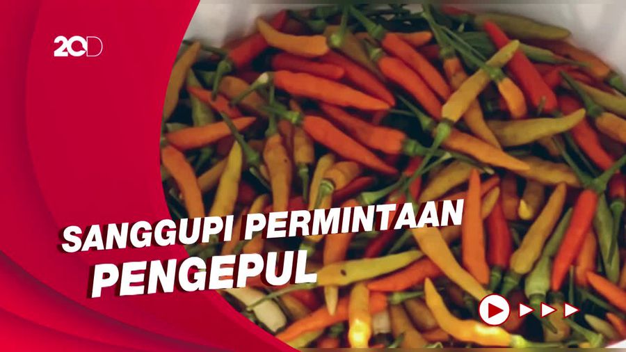 Petani Mengaku Keteteran di Saat Harga Cabai Tinggi