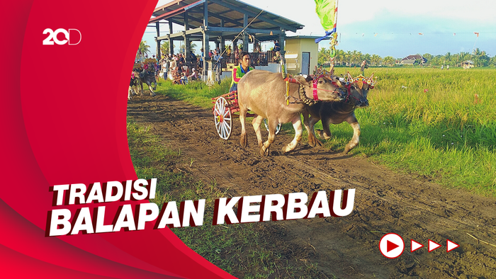 Tradisi Makepung yang Hanya Ada di Jembrana Bali