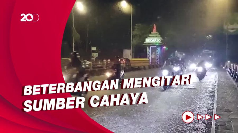 Penampakan Serbuan Laron Teror Pengendara di Jembatan Kali Porong