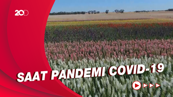 Warna-warni Gladiol yang Bawa Berkah untuk Petani Australia
