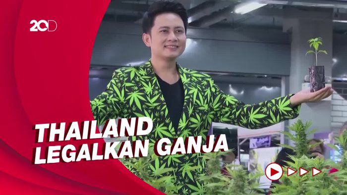 Momen Thailand Bagi-bagi 1 Juta Tanaman Ganja Gratis untuk Warga