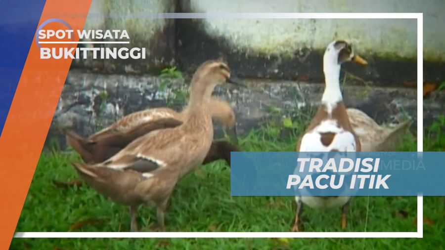 Pacu Itik, Tradisi Unik Balap Itik Khas Sumatera Barat, Bukittinggi