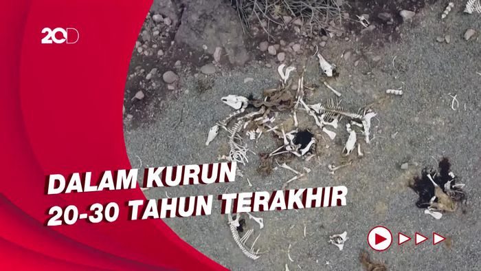 Dampak Perubahan Iklim! Waduk Penuelas di Chili Berubah Jadi Gurun Pasir