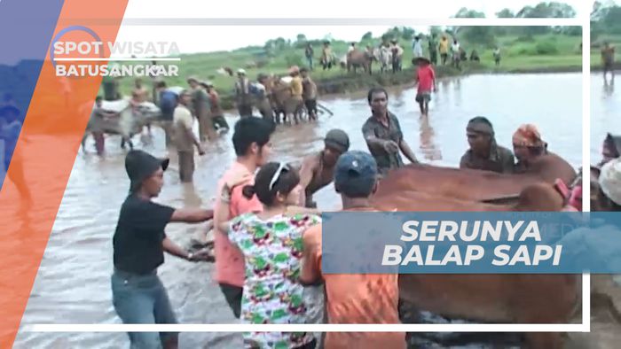 Serunya Mandi Lumpur Mengikuti Tradisi Balap Sapi, Batusangkar