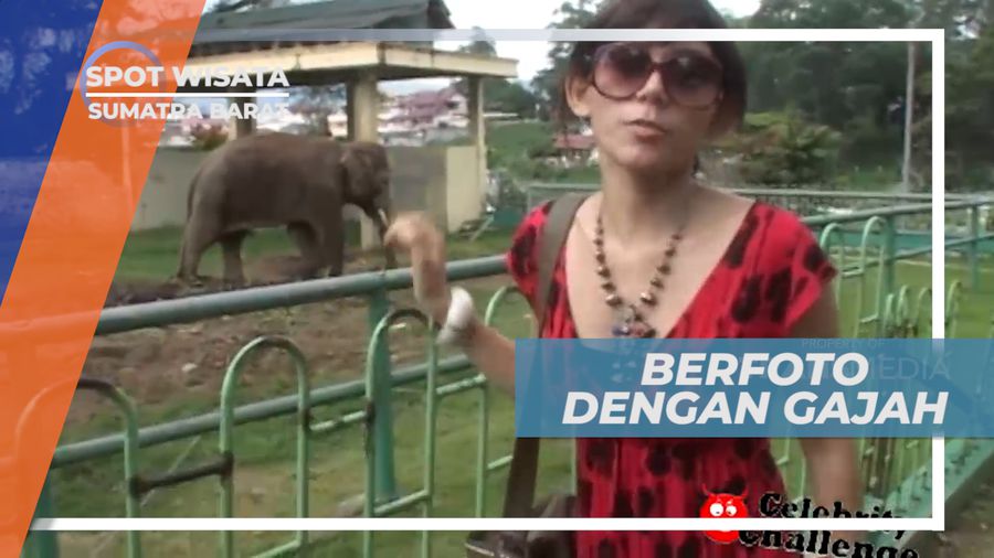 Cekrak-cekrek Berfoto Ria Dengan Hewan Berbelalai Panjang, Bukitinggi